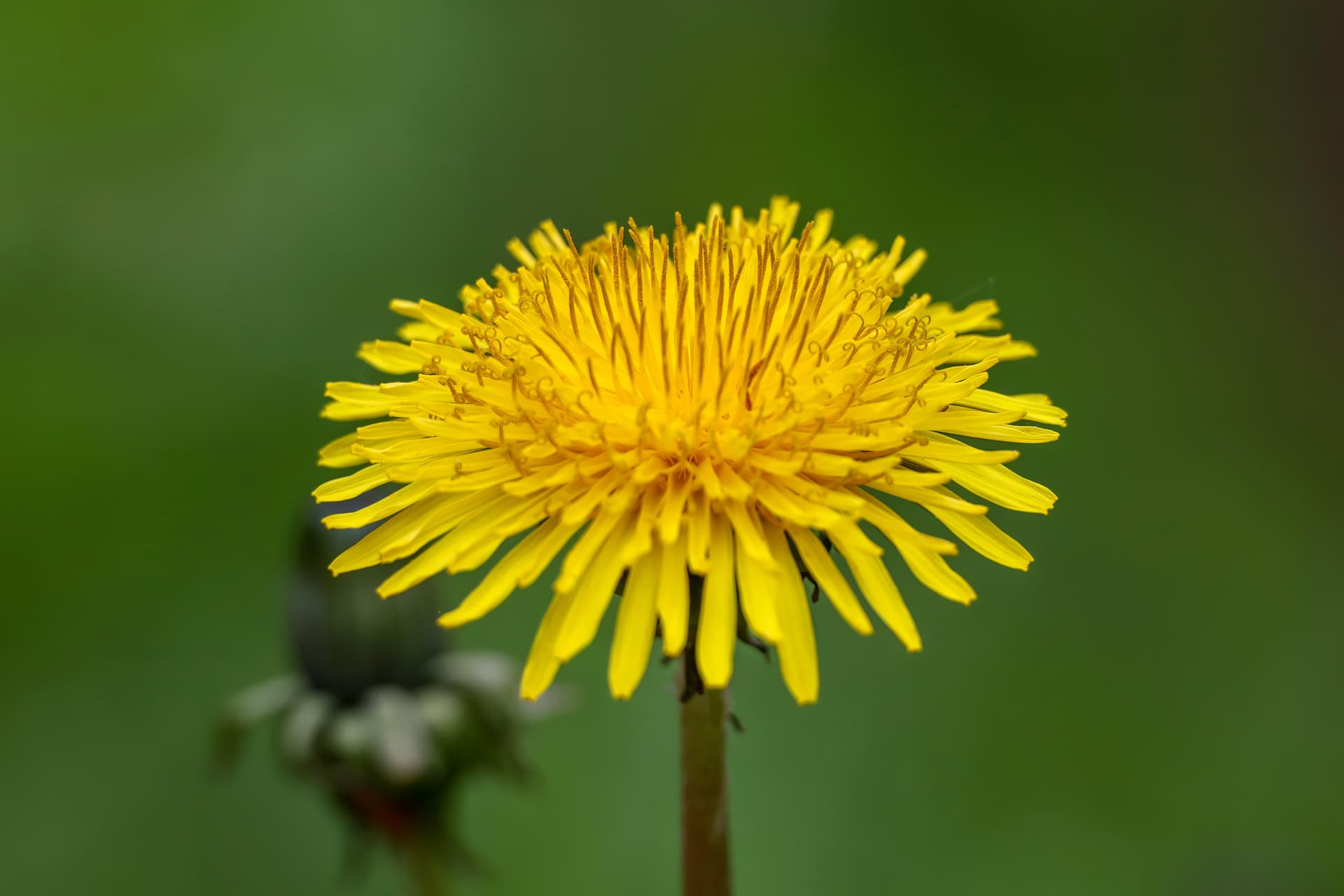 dandelion-8010882 — копия.jpg